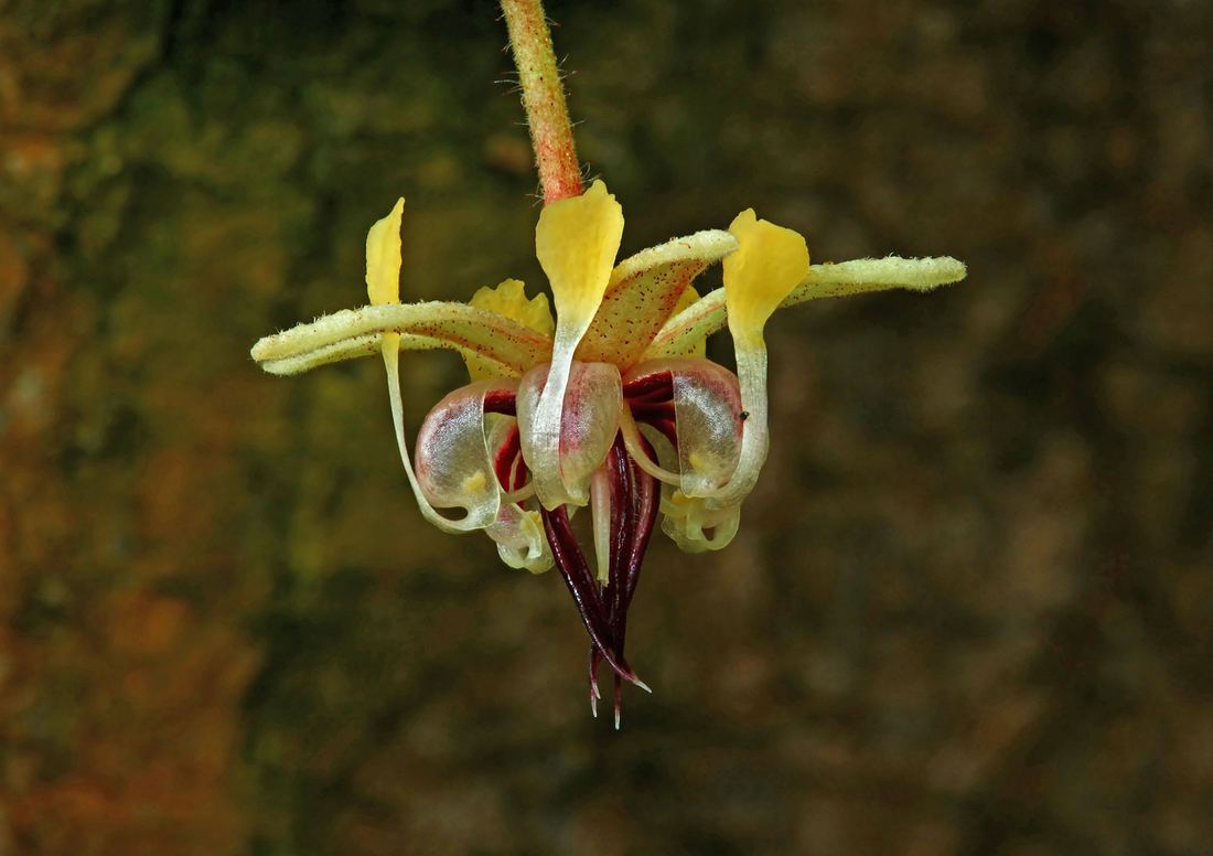 A small pale cacao flower growing from the bark