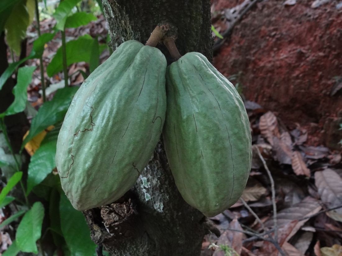 Two green cacao pods growing on a tree in Ivory Coast